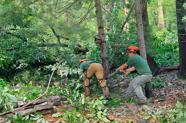 How Our Tree Care Process Works  in  Mountville, PA